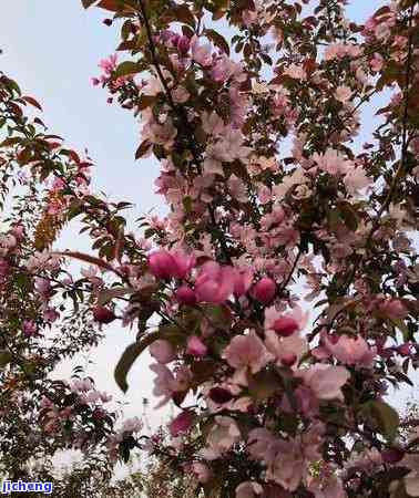 绿芽茶是什么茶种，「绿芽茶」的种类及其特点介绍