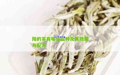 阳产什么茶，探寻阳之美：揭秘当地产的茶叶品种