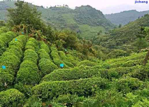 你知道巴马茶叶在哪吗，寻找神秘的巴马茶叶：在哪里可以找到它？