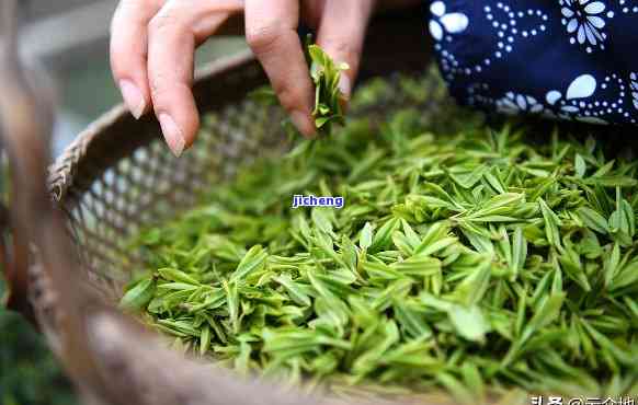 九江种什么茶好喝？推荐性价比高的茶叶品种