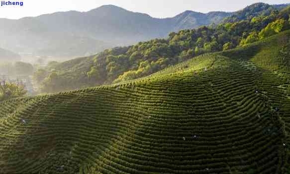 九江：茶乡探秘——揭秘最富的茶产区