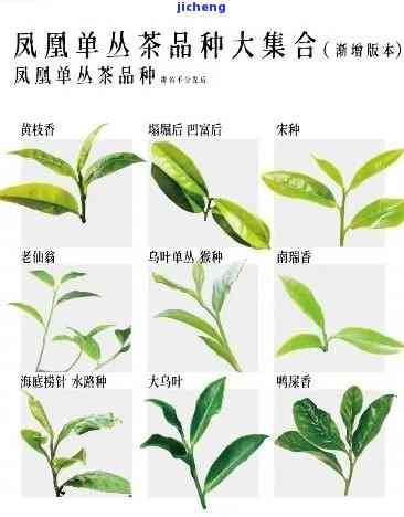 清风茶是由什么茶叶制成的？请详解品种