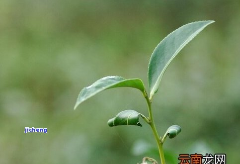 小山中是什么茶-小山中是什么茶叶