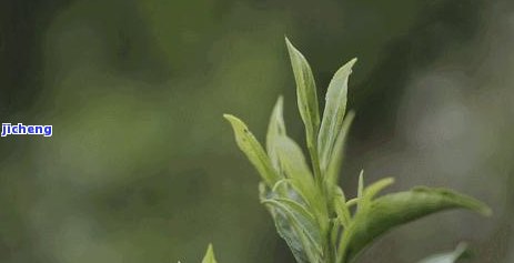 石崖茶是什么茶-石崖茶是什么茶种类