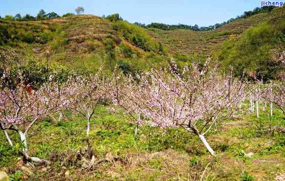 桃花坞是什么茶，「桃花坞」是哪里的茶？