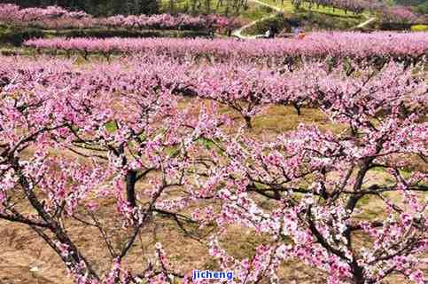 桃花坞是什么茶-桃花坞是什么茶?