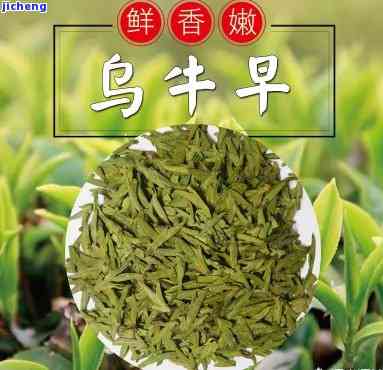 乌牛茶是什么类型的茶叶？它是怎样制作的？