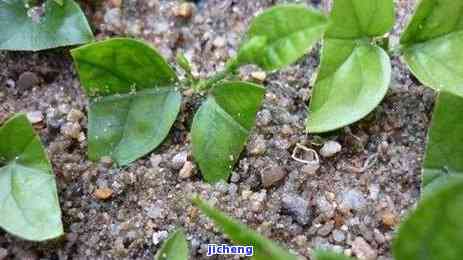 茉莉花女儿环是什么茶，「揭秘」茉莉花女儿环究竟是什么茶？从历、制作到口感全面解析