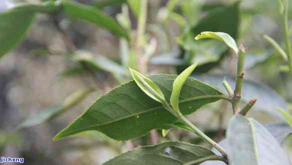 昔归春茶和秋茶的区别，探索昔归茶的奥秘：春茶与秋茶的差异比较