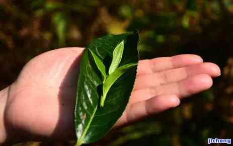 永德县大雪山茶口感，《探秘云南永德县大雪山：特别口感的茶香之旅》