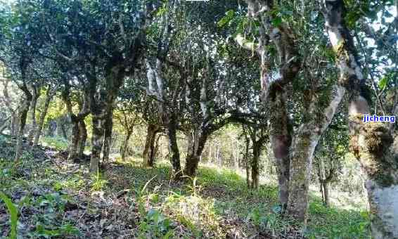 曼松茶区全景图-曼松茶区全景图高清