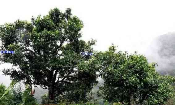 勐库大雪山茶厂，探秘云南勐库大雪山：世界茶树王的故乡与优质普洱茶的发源地