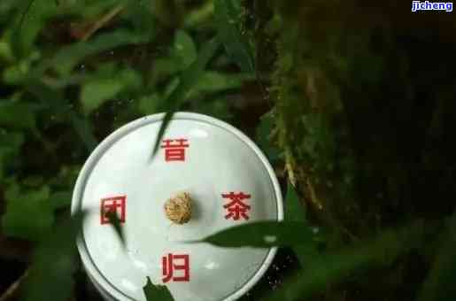 昔归园简介：深度探索茶文化生活体验馆与园事长