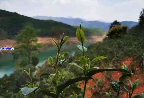 昔归茶山图片，探索云南古韵：昔日茶马古道的美丽画卷——昔归茶山图片欣