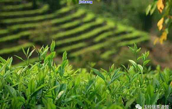 衢州大山茶叶，探寻中国茶文化：品味衢州大山的清香与韵味