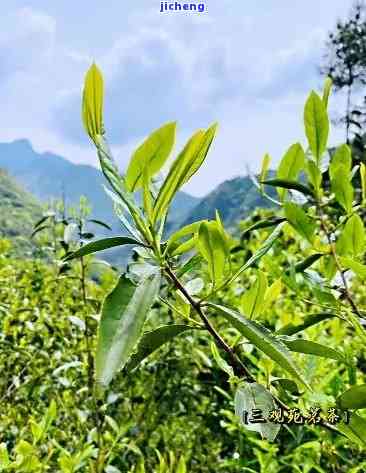 探索桐木关野生红茶的独特韵味与魅力：口感特点全面解析