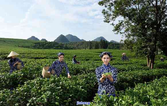 积庆里茶厂，探索积庆里茶厂：历、文化和美味的茶叶