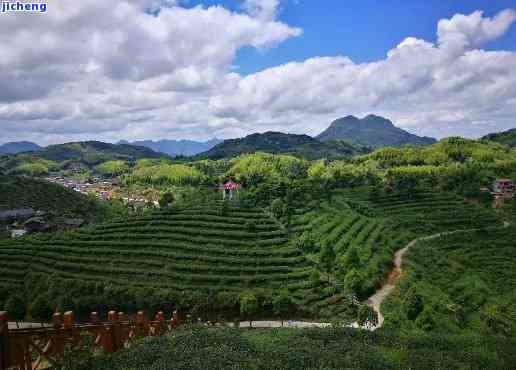 下乡高山红茶，探访福建下乡：高山红茶的魅力与故事