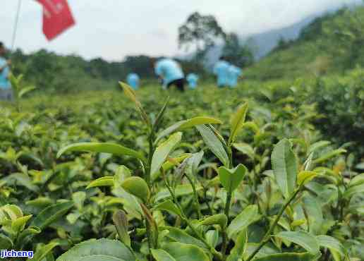 下乡高山红茶，探访福建下乡：高山红茶的魅力与故事