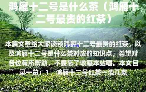 了解鸿雁十二号红茶：特色、口感与品种全解析