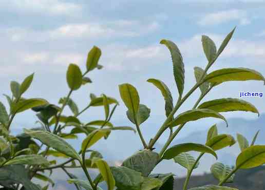 大片叶子红茶，品味大自然：探索大片叶子红茶的魅力与起源