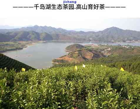 千岛湖鸠坑红茶-千岛湖鸠坑茶价格