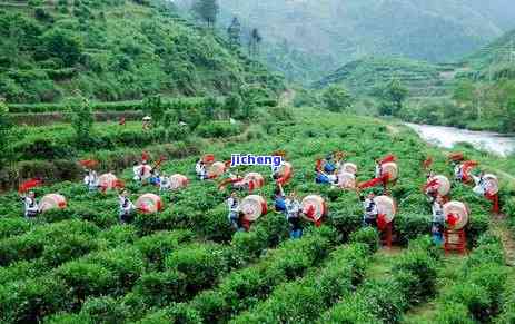 张家界红茶价格，探究张家界红茶的市场价格，了解其价值所在！