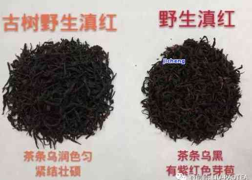 什么是野生红茶和古树茶的区别？从定义、特点到图片全面解析