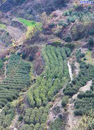 鹿九溪野生红茶-鹿九溪野生红茶价钱