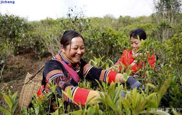 乌山茶：揭示其种类与制作原料的奥秘