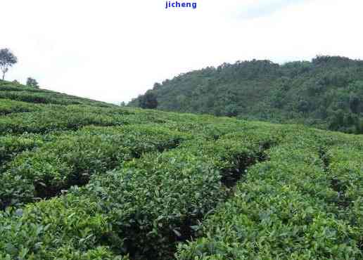 四川种茶叶吗，探究四川是不是适宜种植茶叶？