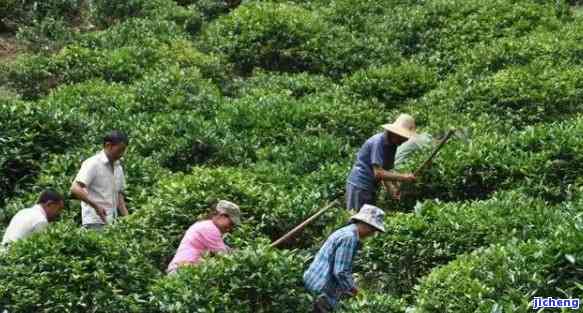 四川种茶叶吗，探究四川是不是适宜种植茶叶？