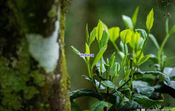 野生茶有哪几种，探秘大自然：熟悉野生茶的五种常见种类