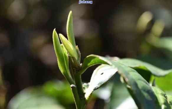 大岭茶有花香没，品鉴大岭茶：特别的花香体验