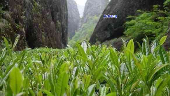 大岭茶有花香-大岭茶有花香味吗