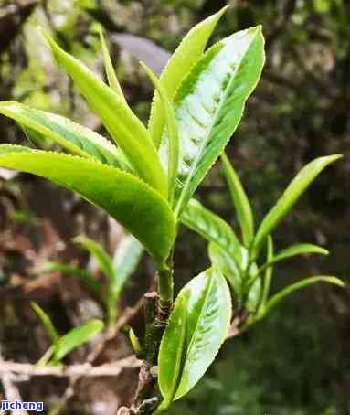 探寻昔归藤条茶的独特口感：特点与品鉴