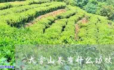 喝大雪山茶好处-喝大雪山茶好处和坏处