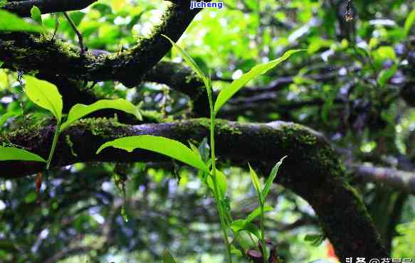 曼松古树茶特点，探秘古老韵味：揭秘曼松古树茶的特别特点