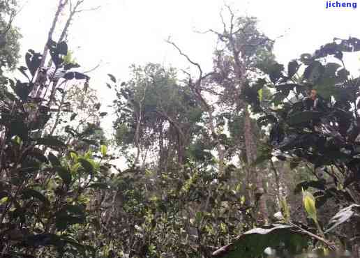 曼松古树茶在哪座山头出名？揭开其所属茶区的神秘面纱