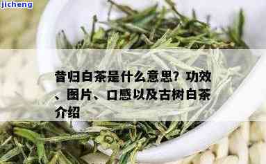 昔归白茶怎么样-昔归白茶的功效