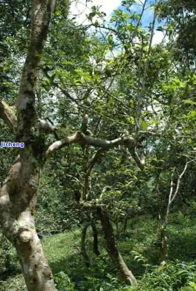 曼松古树茶特征介绍：了解其独特的外观与口感特性