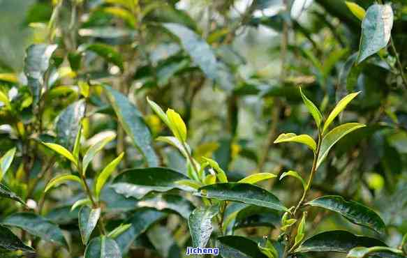 曼松古树茶特点，探索古老韵味：揭秘曼松古树茶的特别魅力