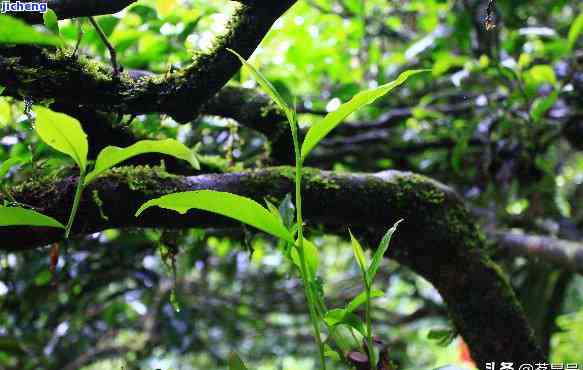 曼松古树茶特点，探索古老韵味：揭秘曼松古树茶的特别魅力