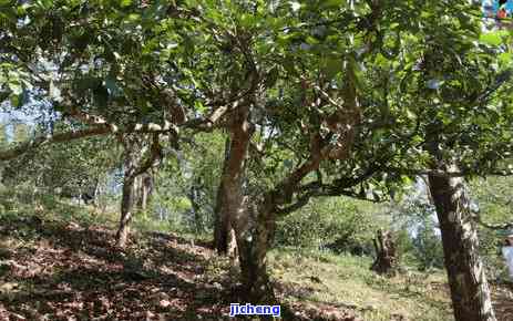 曼松古树茶特征-曼松古树茶特征介绍