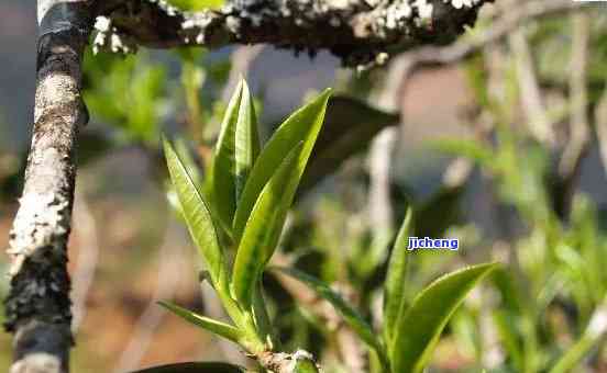 大雪山茶叶，探索神秘的大雪山：揭秘其珍贵茶叶的秘密