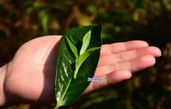 大雪山茶叶，探索神秘的大雪山：揭秘其珍贵茶叶的秘密