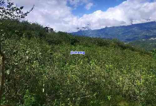 昔归茶山图片，探秘云南昔归茶山：绝美风光与珍贵茶叶的完美结合