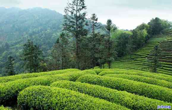 昔归茶山美景图-昔归茶山图片