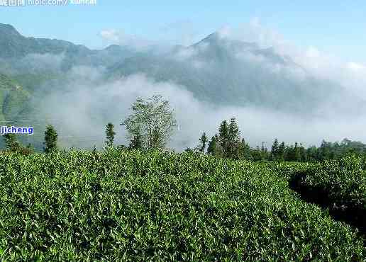 昔归茶山美景图-昔归茶山图片