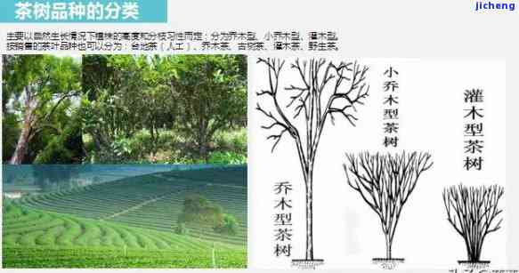 我国茶树类型分为，中国茶树类型划分及其特点解析